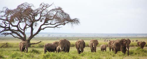 Africa Safari Kenya