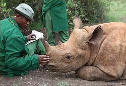 Sheldrick orphanage rhino